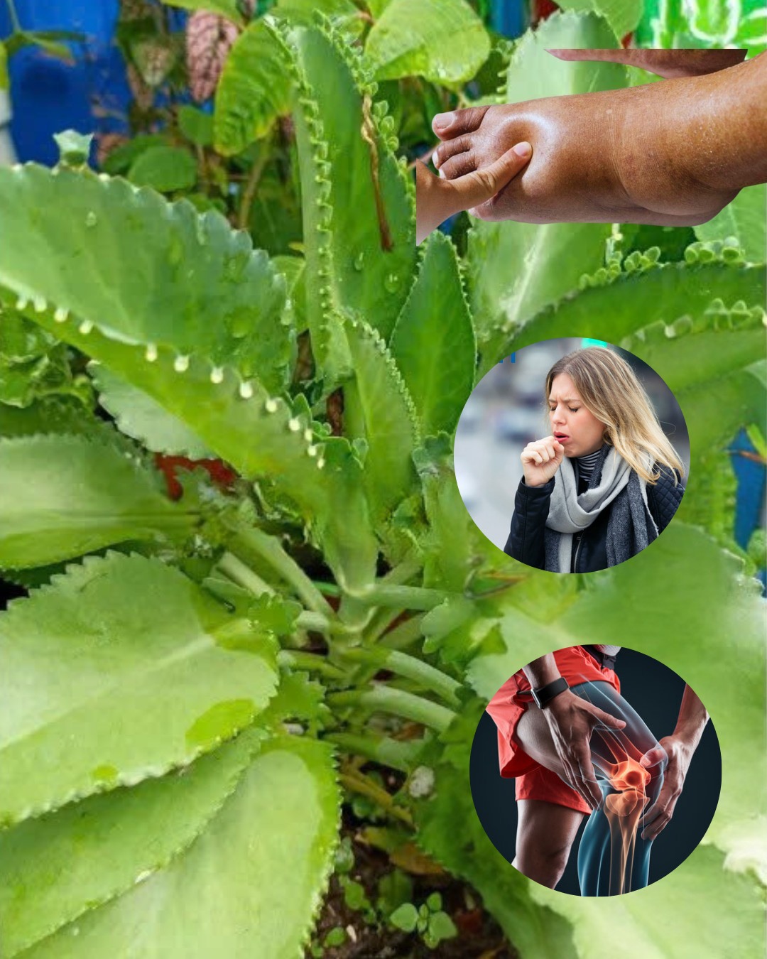 Kalanchoe: El Tesoro Verde que Alivia y Fortalece tu Salud