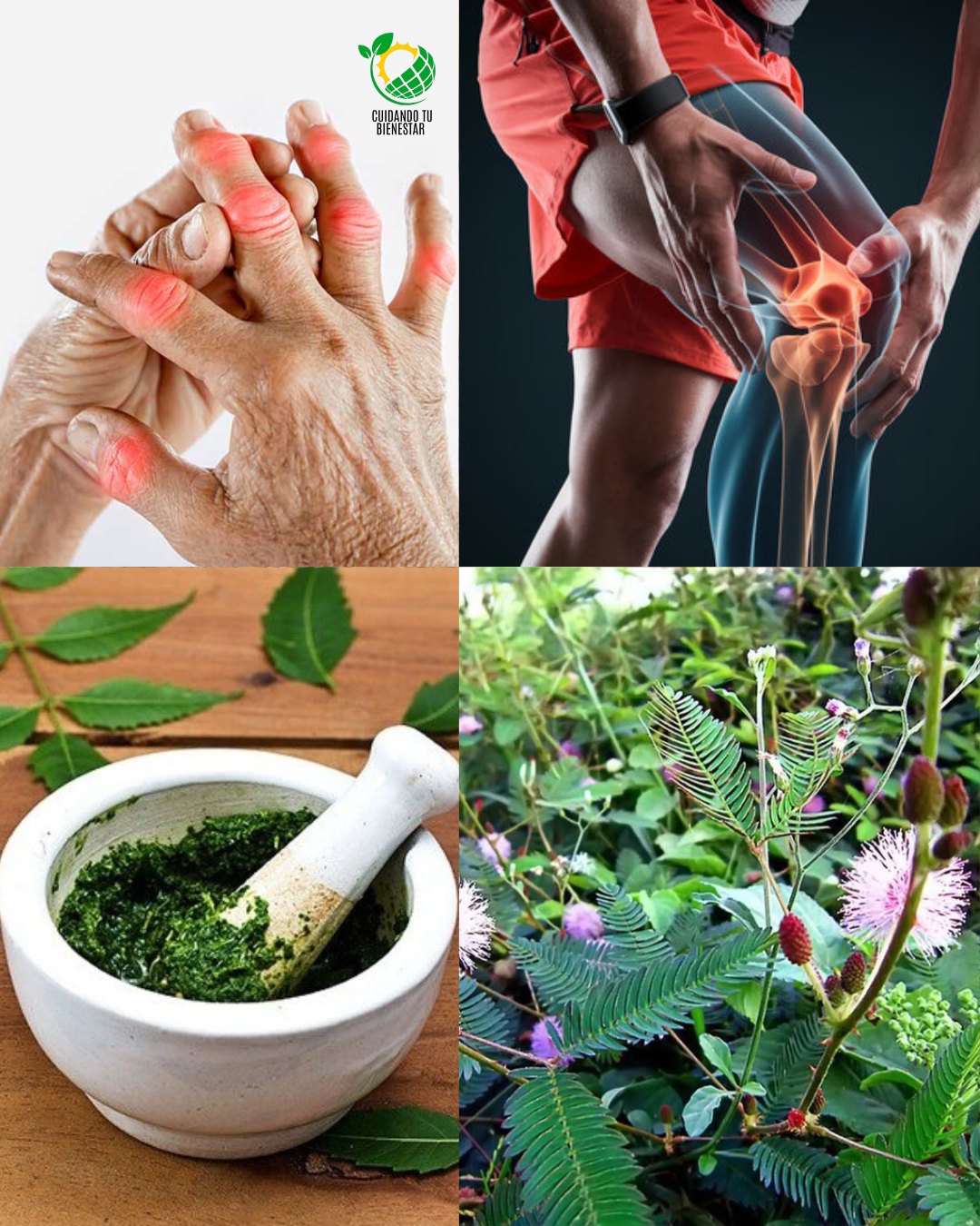 El poder curativo de la Mimosa pudica 10 increíbles beneficios para la salud de la planta sensitiva