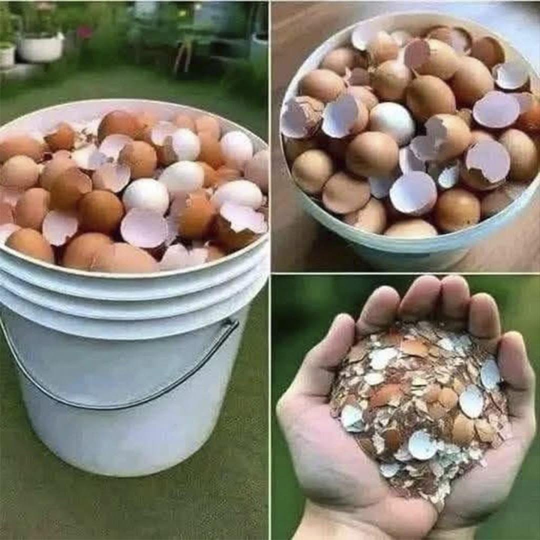 Hierve las Cáscaras de Huevo y Dile Adiós a Esto