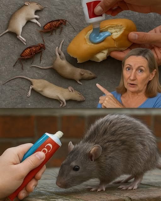 El Truco Efectivo para Mantener Tu Hogar Libre de Plagas