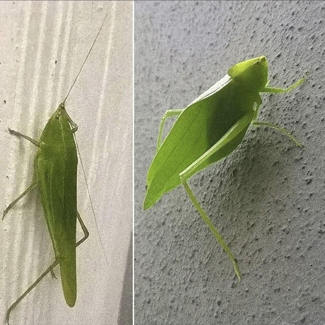 Qué significa cuando un insecto hoja entra a tu casa? La sorprendente interpretación detrás de esta visita