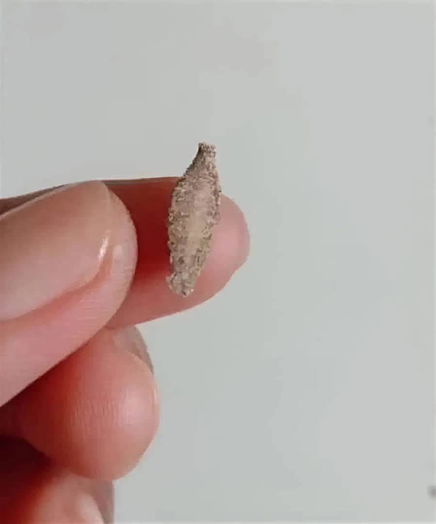 Si ves este pequeño saquito pegado a tus paredes… esto es lo que significa