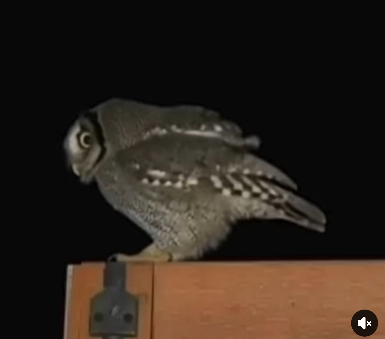 Sabías que las LECHUZAS rondan tu casa cuando