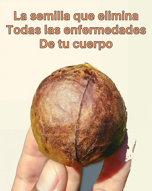 Aprovecha la Medicina Natural: Usos, Propiedades y Beneficios de la Semilla de Aguacate