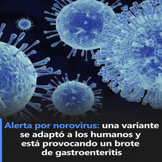 Alerta por Norovirus: una variante se adaptó a los humanos