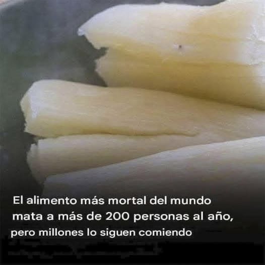 Yuca: un alimento nutritivo y a la vez peligroso