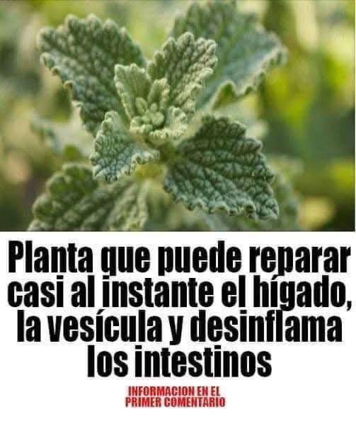 Esta planta es un milagro natural para el hígado, la vesícula y el intestino