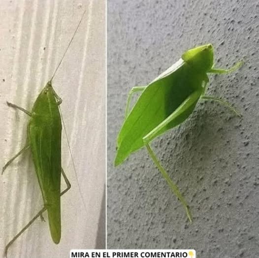 El Fascinante Camuflaje de los Insectos: Un Mensaje Natural Para la Salud de Tu Hogar