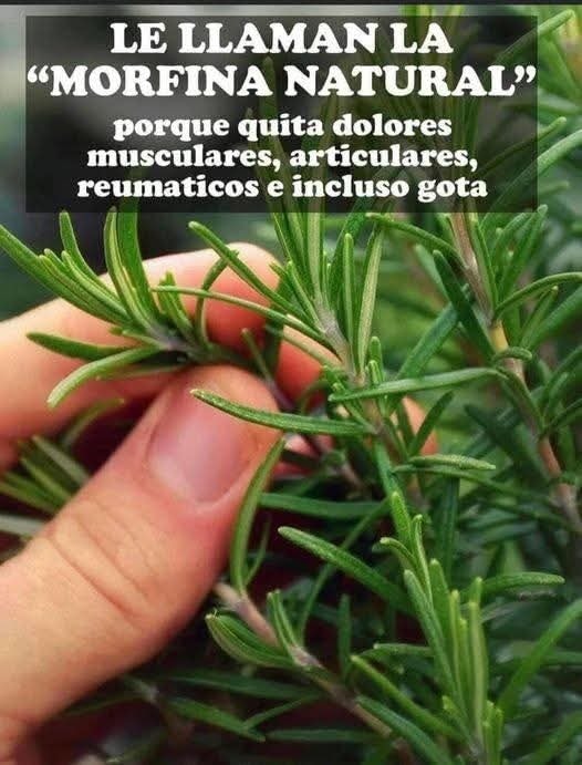 Si tienes una de estas plantas en tu casa… ¡tienes un verdadero tesoro natural!
