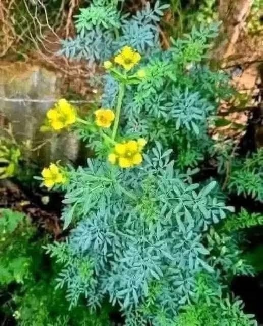 La magia de la RUDA: la planta protectora que debes tener en casa