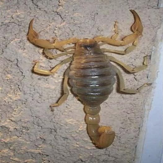 Alacranes en casa: lo que podrían estar tratando de decirte