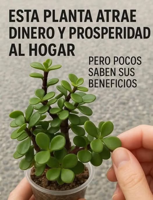 ¿Sientes que las buenas noticias no llegan a tu vida? Esta planta podría ser la clave.
