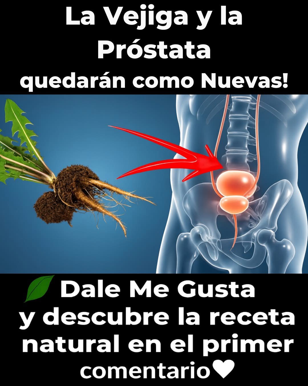 Raíz de Diente de León: El Remedio Casero que Miles de Hombres Mexicanos Están Usando para Orinar Mejor y Sentirse Más Fuertes