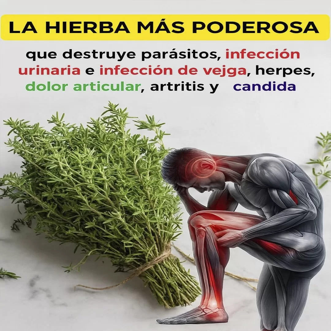 ¿El tomillo puede ayudar a regenerar los cartílagos de las rodillas?