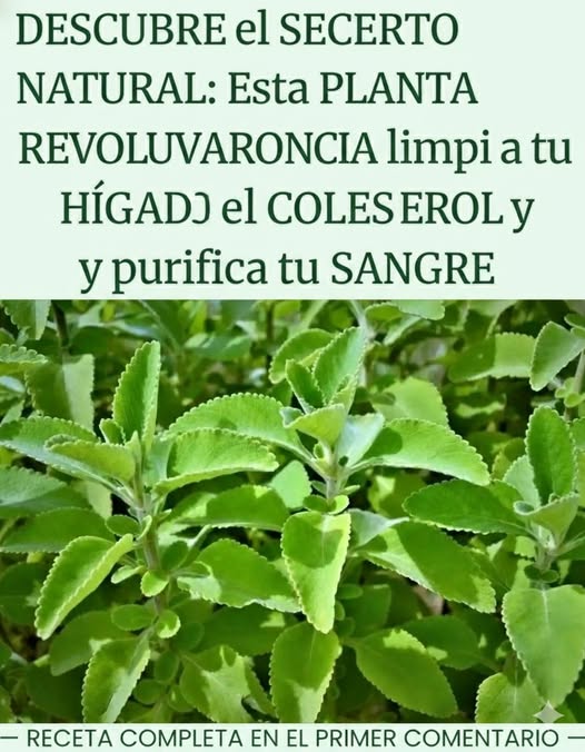 Boldo depurativo: infusión natural para limpiar el cuerpo