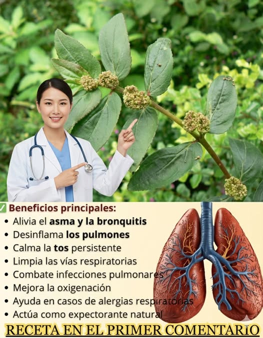 Beneficios de la Euphorbia Hirta