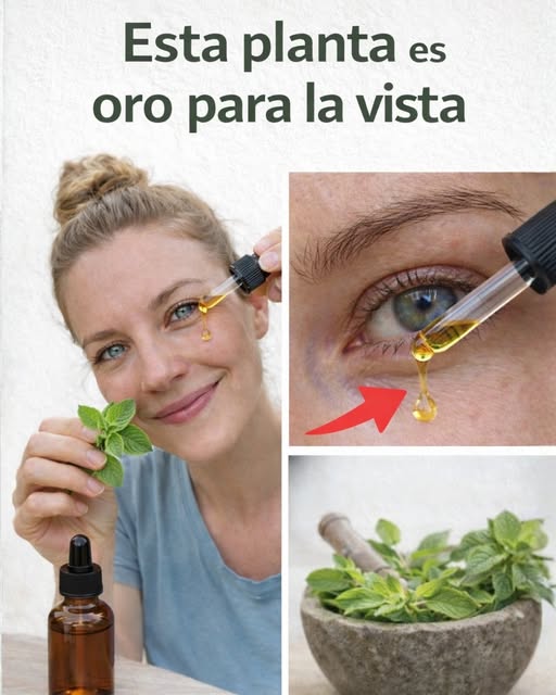 Descubre Cómo el Orégano Puede Ser un Aliado Natural en el Cuidado Cotidiano de tu Visión sin Complicaciones